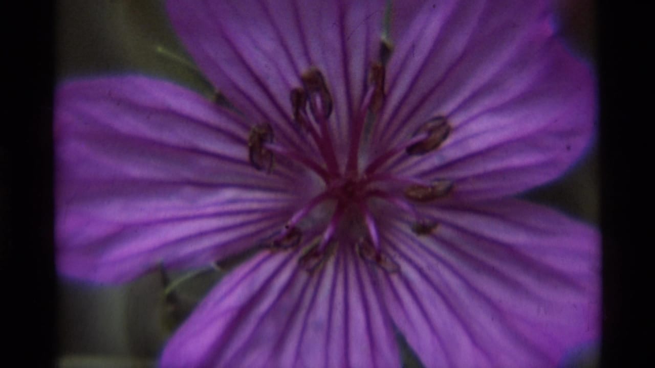 Close 8mm frame of the purple wildflower, emphasizing radial petal veins and dark stamens in soft focus.