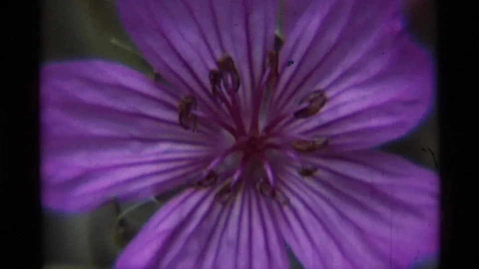1975 Montana 8mm frame showing the wildflower nearly filling the shot, with veined purple petals and central stamens.