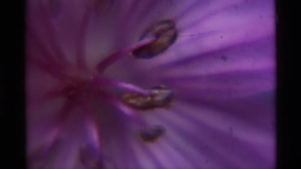 Soft-focus extreme close-up from the 8mm sequence, with purple petals and stamens enlarged across the frame.