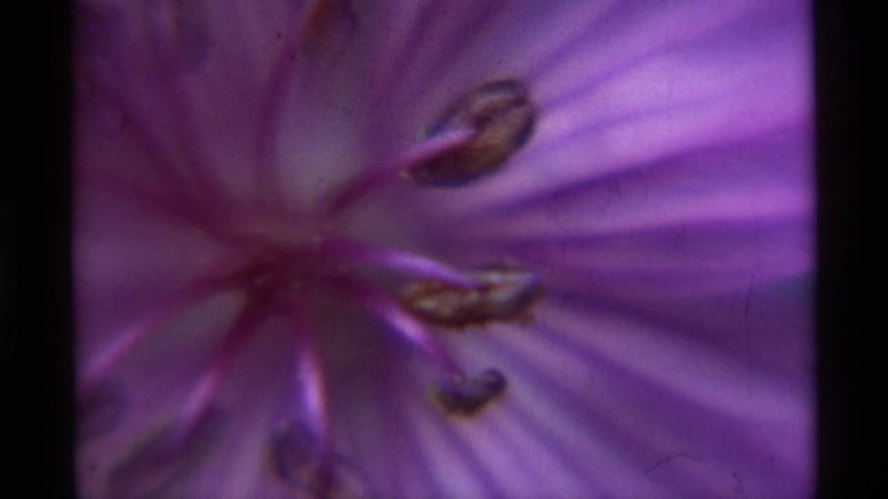 1975 8mm frame from Agate Springs, Montana showing a soft close-up of a purple flower with radiating petal lines and dark anthers.