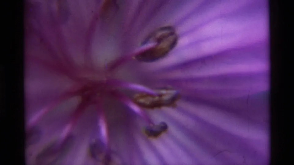 1975 8mm frame from Agate Springs, Montana showing a soft close-up of a purple flower with radiating petal lines and dark anthers.