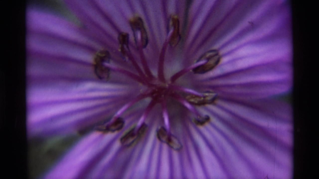 1975 Agate Springs 8mm still showing the center of a purple flower, with stamens and dark anthers against soft petals.