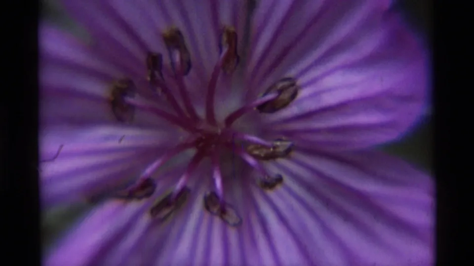 1975 8mm Agate Springs frame with a purple flower filling the view, showing veined petals, stamens, and soft film grain.