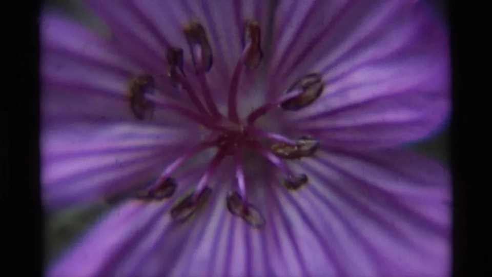 1975 Agate Springs, Montana 8mm still of a purple flower close-up, with veined petals, dark anthers, and soft handheld texture.