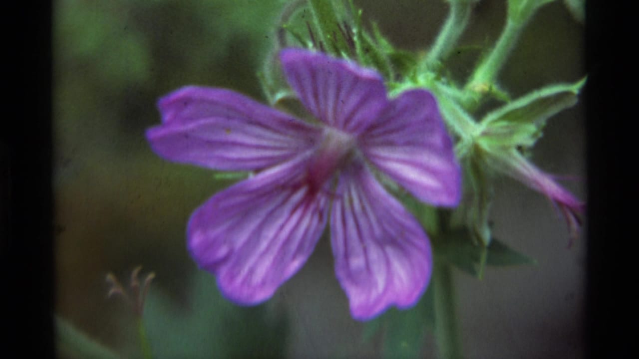 Close 1975 8mm view of a purple flower in the Agate Springs, Montana area, with green stems and foliage behind it.