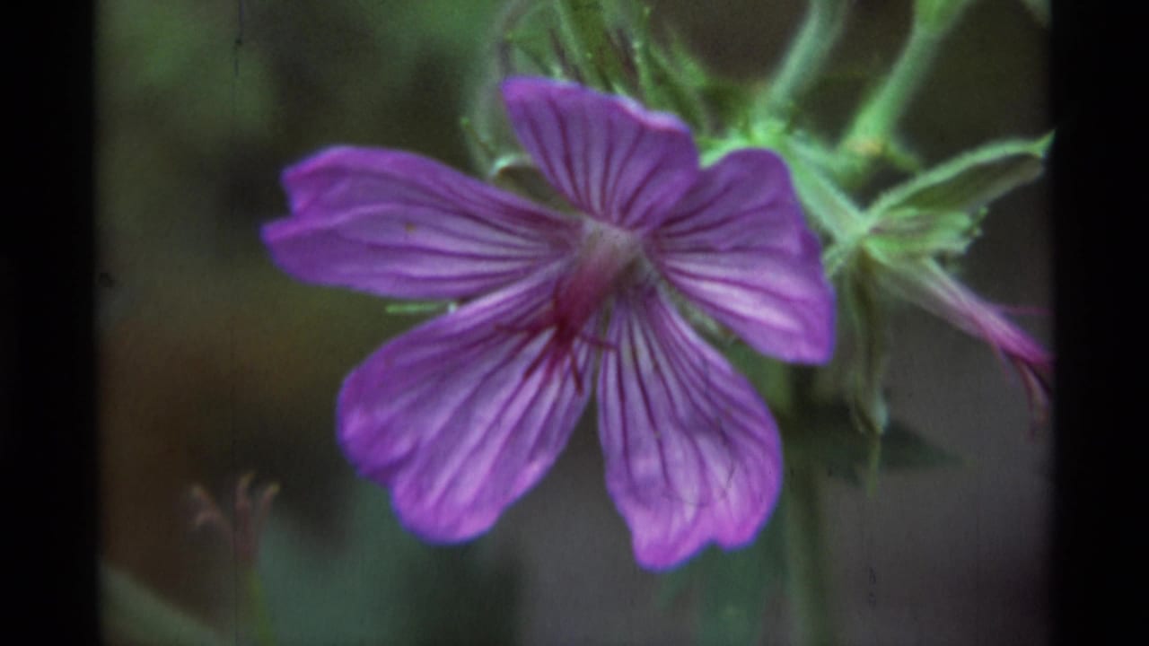Purple flower held near the center of the frame, with veined petals and green plant growth visible in the background.