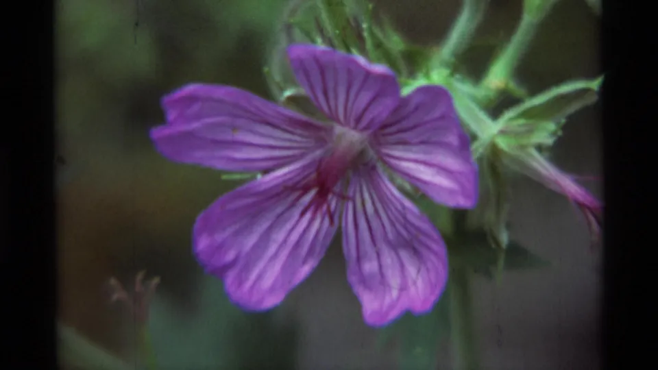 Purple flower held near the center of the frame, with veined petals and green plant growth visible in the background.