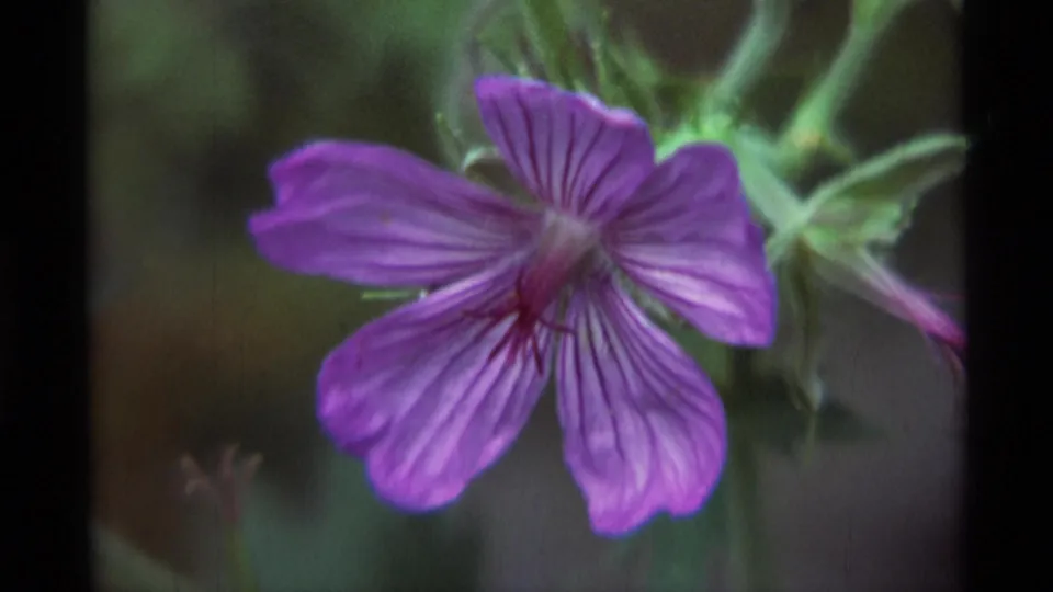 Medium close view of the purple flower, its veined petals and darker center standing out against blurred green foliage.