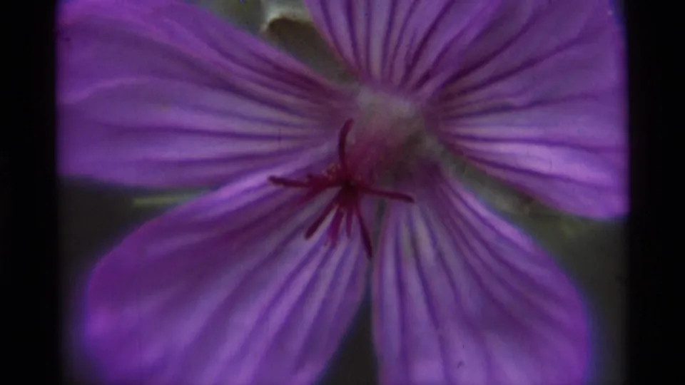 Tighter close-up of the purple flower showing radiating petal veins, a dark center, and soft green plant shapes near the edge.