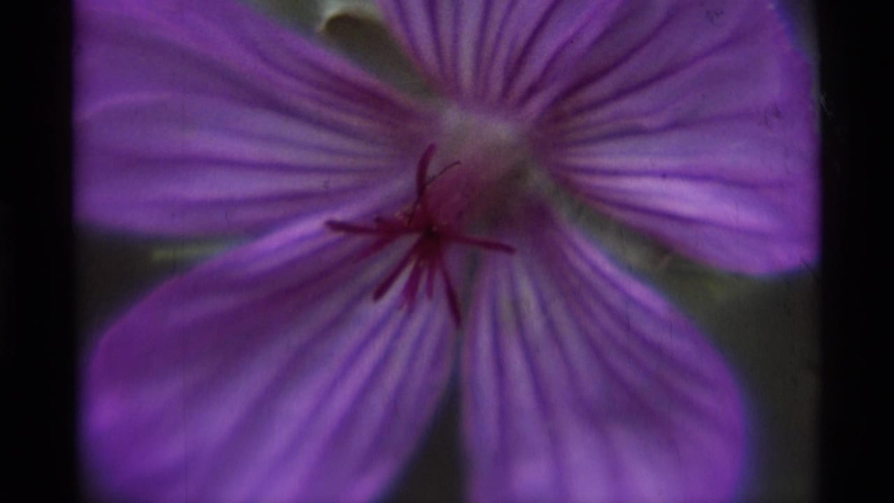 1975 8mm close-up from Agate Springs, Montana showing a purple flower with veined petals, red stamens, and dark film edges.