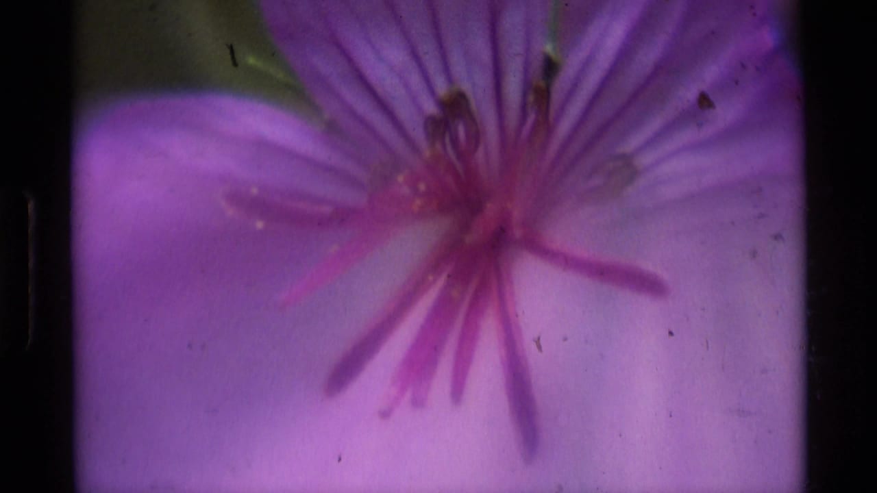 Close 8mm frame of a purple flower in Agate Springs, Montana, with stamens and petals partly softened by focus and exposure.
