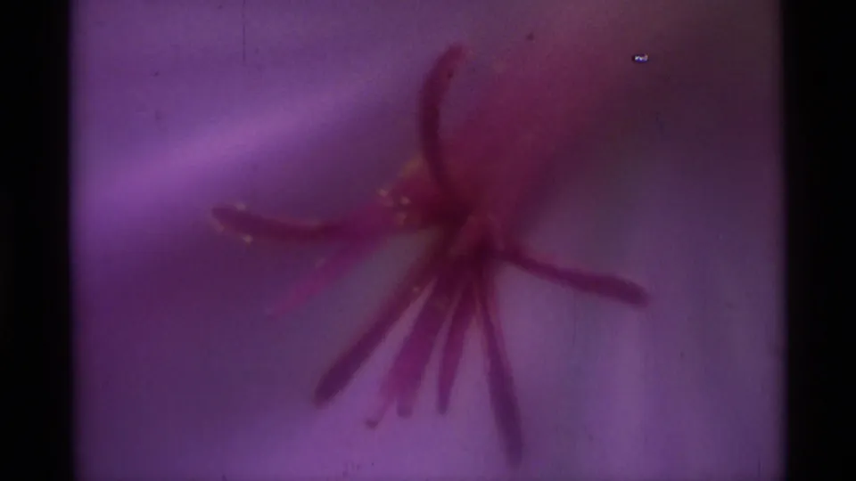 Soft 1975 8mm floral close-up showing reddish stamens over purple petals, with visible grain and slight frame-edge shadow.
