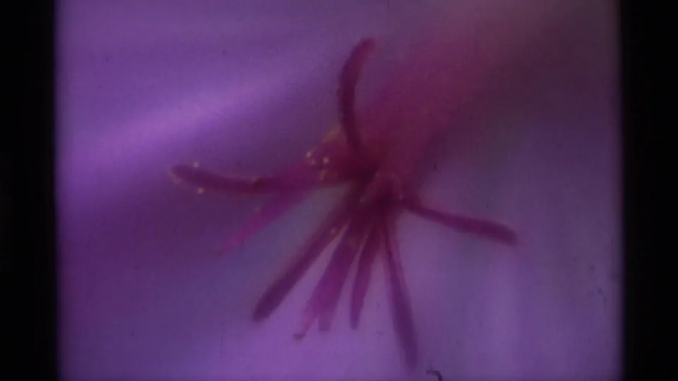 Final 8mm frame of the purple flower close-up from Agate Springs, Montana, with reddish stamens, soft focus, and visible film grain.