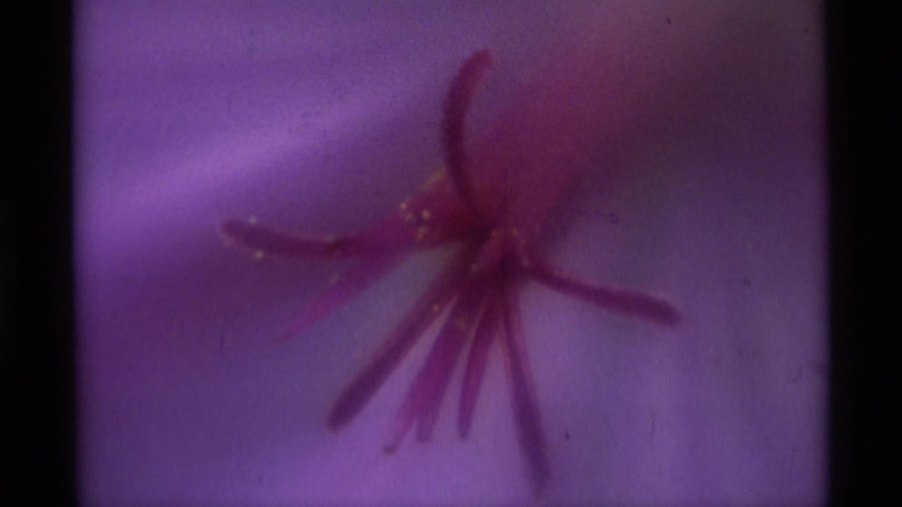 1975 Agate Springs 8mm frame showing a soft purple flower close-up with red-purple stamens and dark film borders.