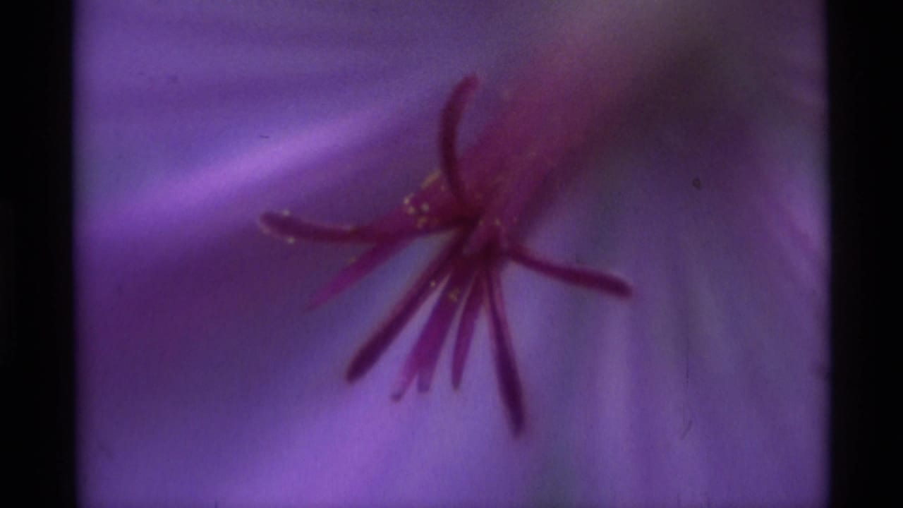 1975 Agate Springs 8mm still with the flower center and stamens held in soft focus against purple petals.