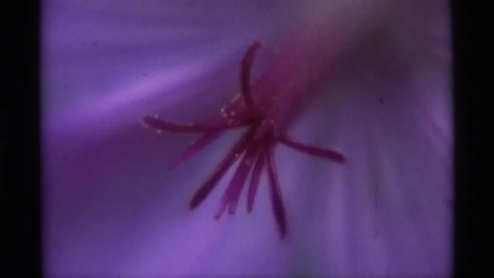 1975 Agate Springs 8mm still with the flower center and stamens held in soft focus against purple petals.