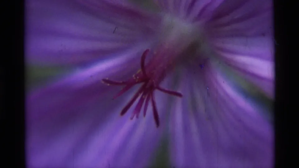 1975 Agate Springs 8mm frame showing more of the purple bloom, including veined petals and visible stamens.