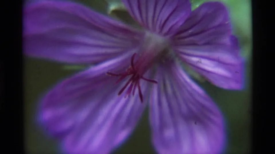 1975 Agate Springs 8mm still of a purple flower after zooming out, with veined petals and a soft green background.