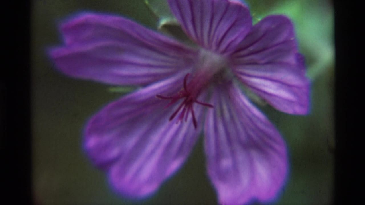 1975 8mm close-up from Agate Springs, Montana, showing a purple flower in soft focus with visible stamens and green background foliage.