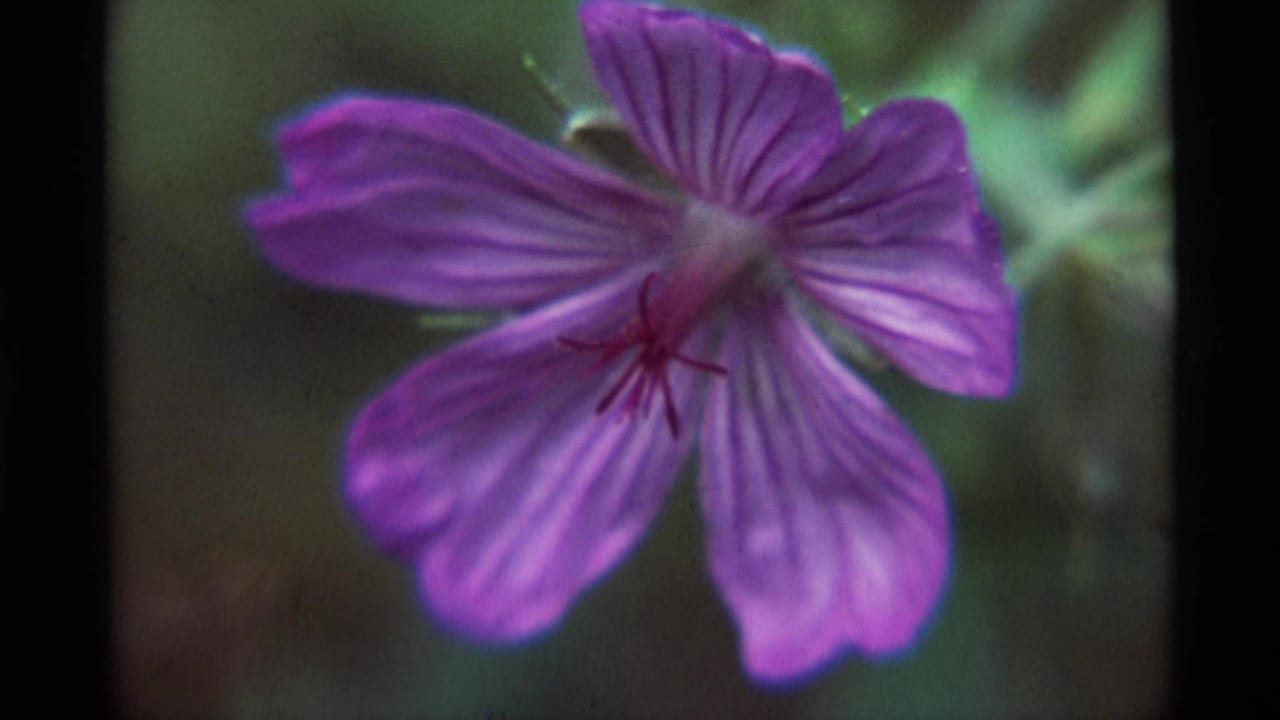 1975 Agate Springs 8mm frame showing the same purple flower slightly reframed, with soft focus, grain, and green foliage behind it.