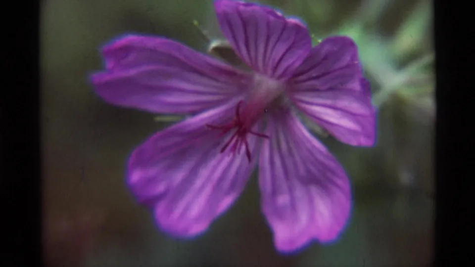 1975 8mm floral close-up from Agate Springs, Montana, showing purple veined petals, reddish stamens, soft foliage, and visible film grain.