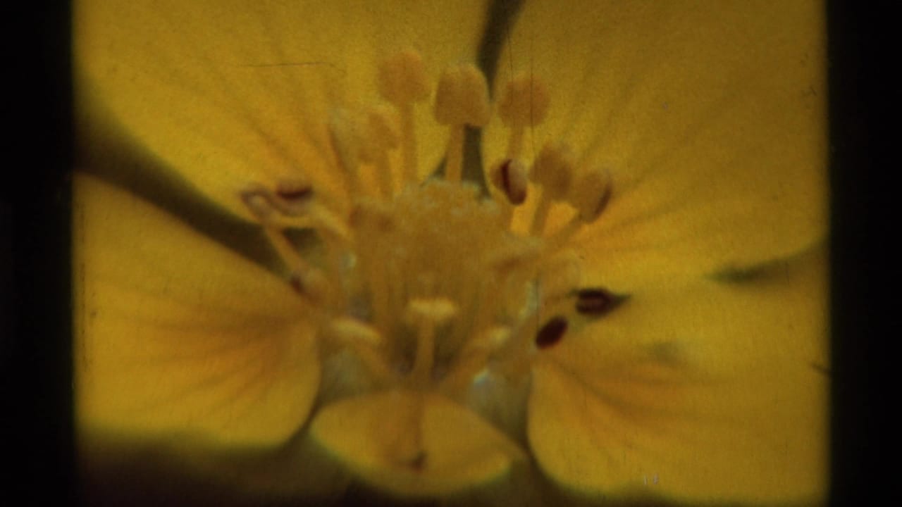 1975 8mm close-up from Agate Springs, Montana showing a yellow flower center, stamens, and soft petal detail.