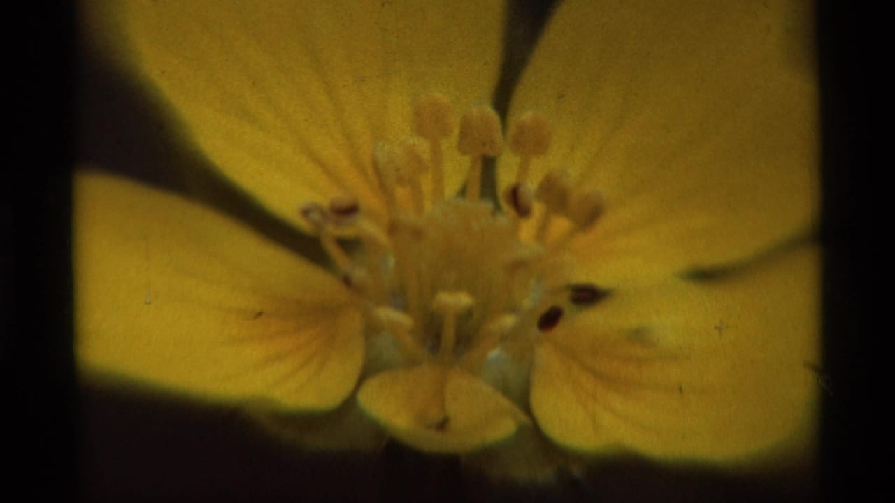 Yellow flower close-up with stamens and dark background visible.