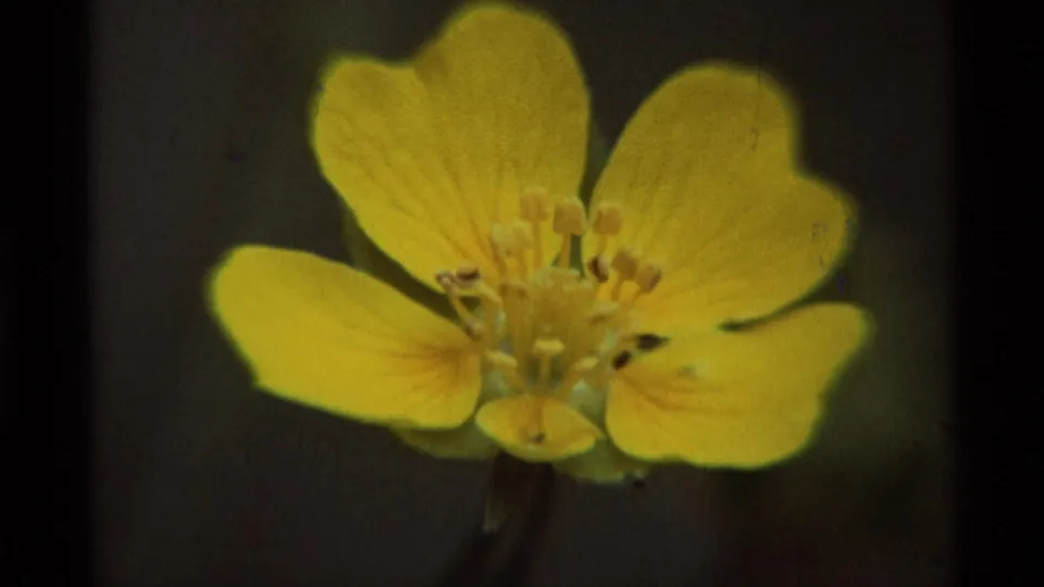 1975 Montana 8mm frame with a yellow four-petaled flower, visible stem, central stamens, and soft dark backdrop.