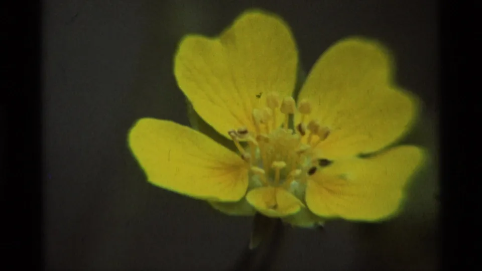 Agate Springs, Montana 1975 8mm frame showing a yellow flower on a dark background with visible stamens and film grain.