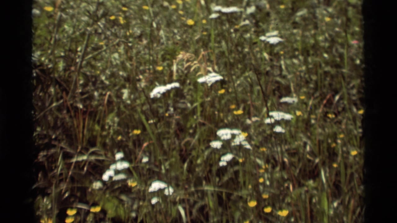 1975 Agate Springs, Montana home-movie frame showing a sunlit field of tall grass with scattered white and yellow wildflowers.