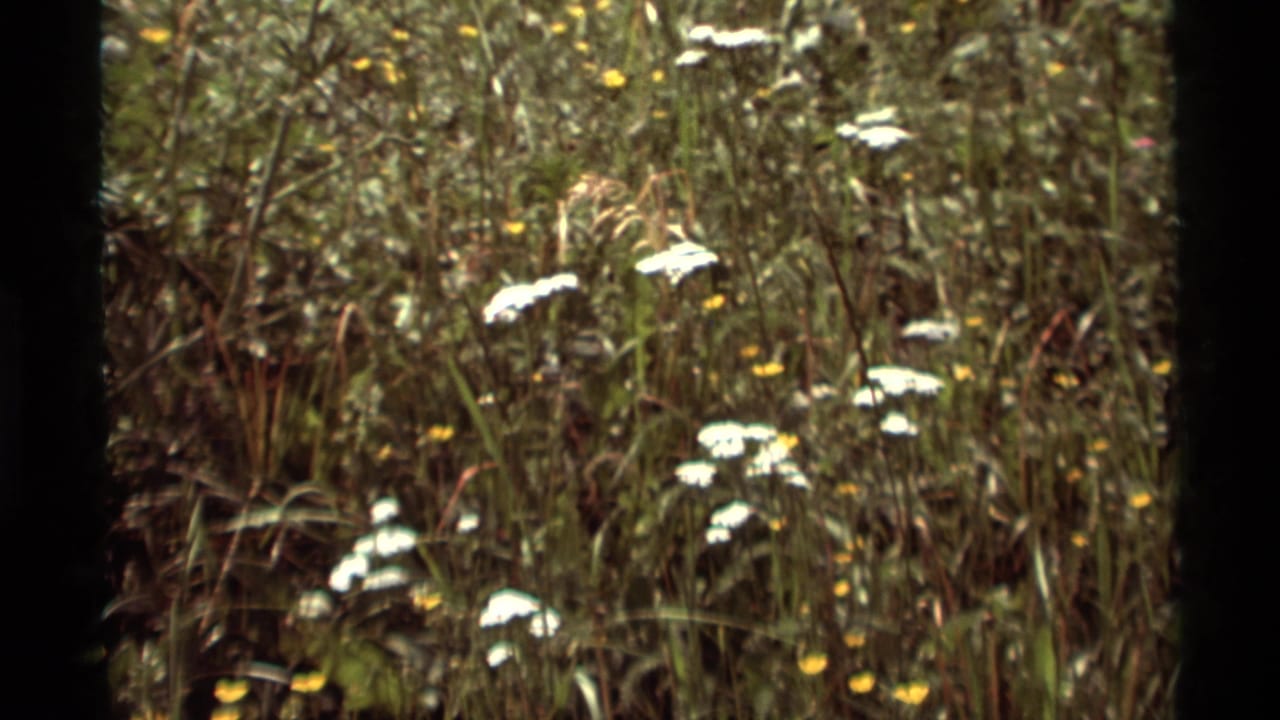 1975 Agate Springs, Montana footage shows a soft, handheld view of white wildflowers rising from tall grass.
