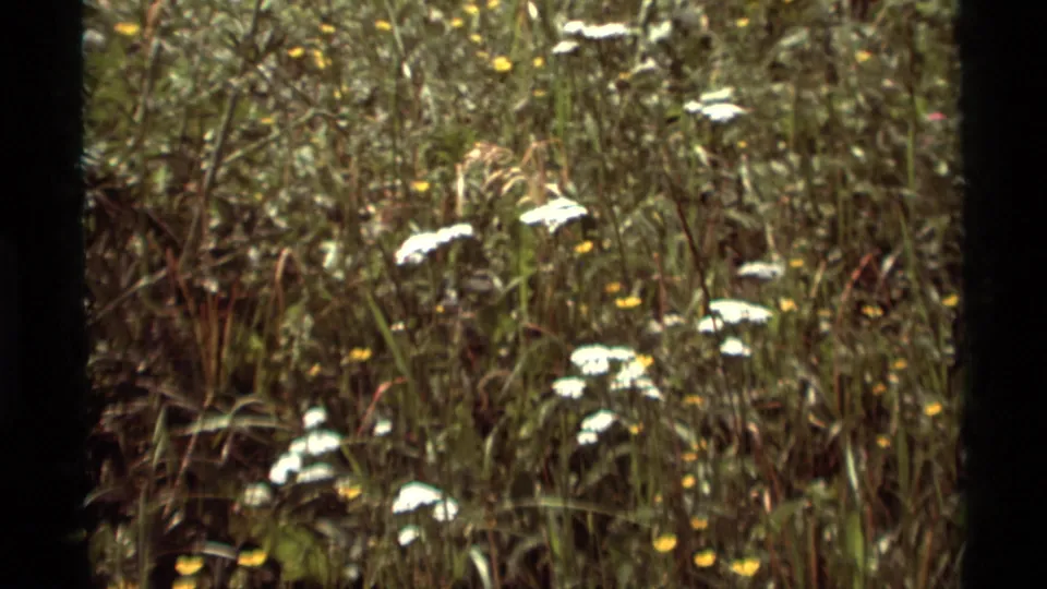 1975 Agate Springs, Montana footage shows a soft, handheld view of white wildflowers rising from tall grass.