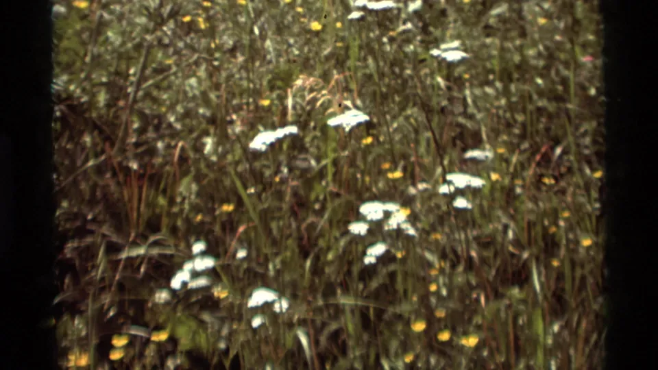 1975 Agate Springs, Montana home-movie frame with white wildflowers, yellow blossoms, and dense grass in soft focus.