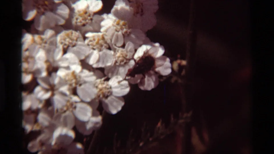 1975 Agate Springs, Montana close-up showing a small dark insect on clustered white wildflowers in vintage 8mm footage.