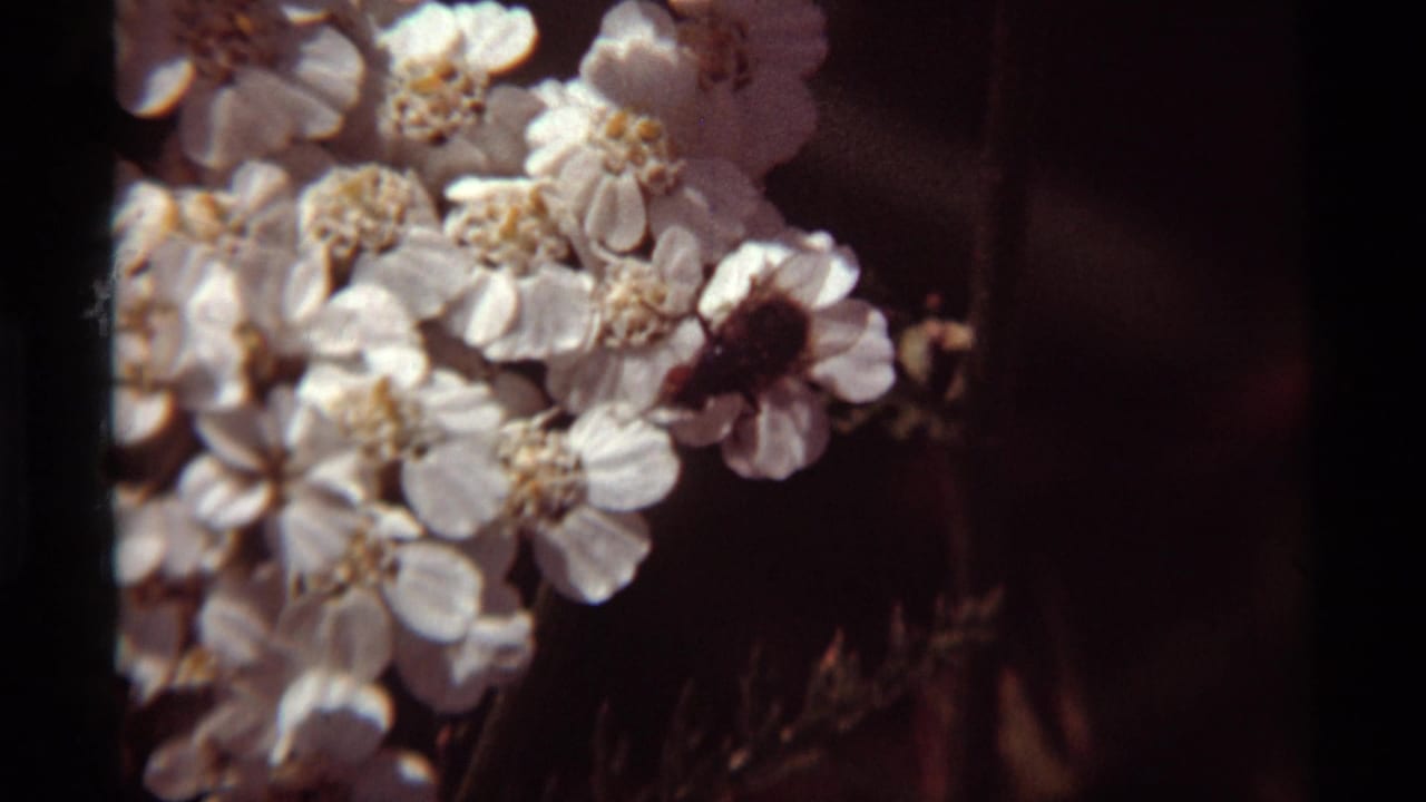 1975 Agate Springs 8mm frame showing white flower clusters with yellow centers and a dark insect moving across the petals.