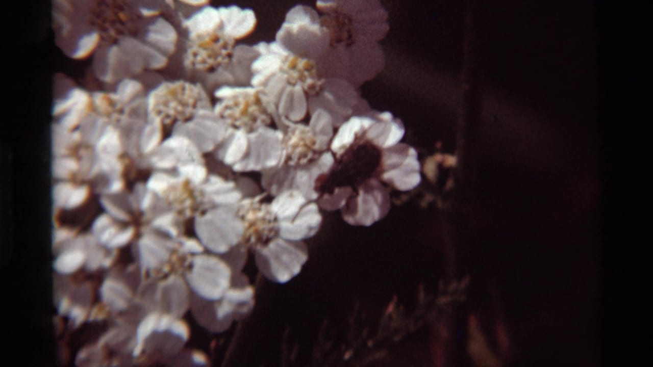 White flower clusters with a dark insect near the right side of the blossoms.