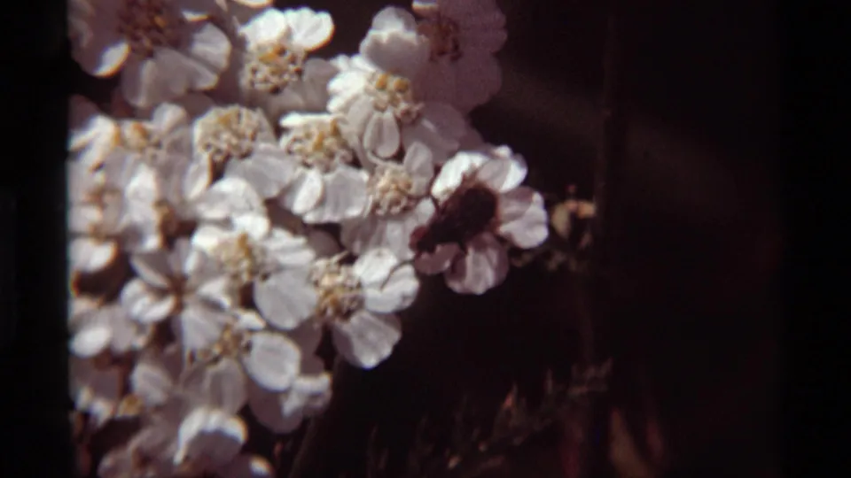 Soft 8mm close-up from Agate Springs, Montana, with a dark insect on white blossoms against a dark natural background.