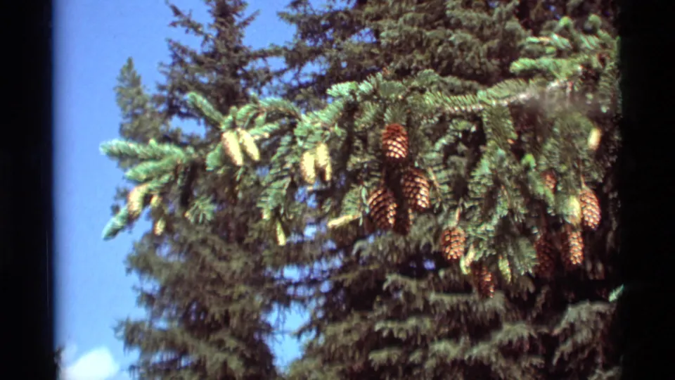1975 8mm frame from Agate Springs showing an evergreen branch with hanging cones and a blue sky behind it.