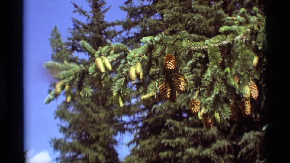 Vintage 8mm Montana nature frame showing evergreen needles, brown cones, and sky in a handheld outdoor close view.