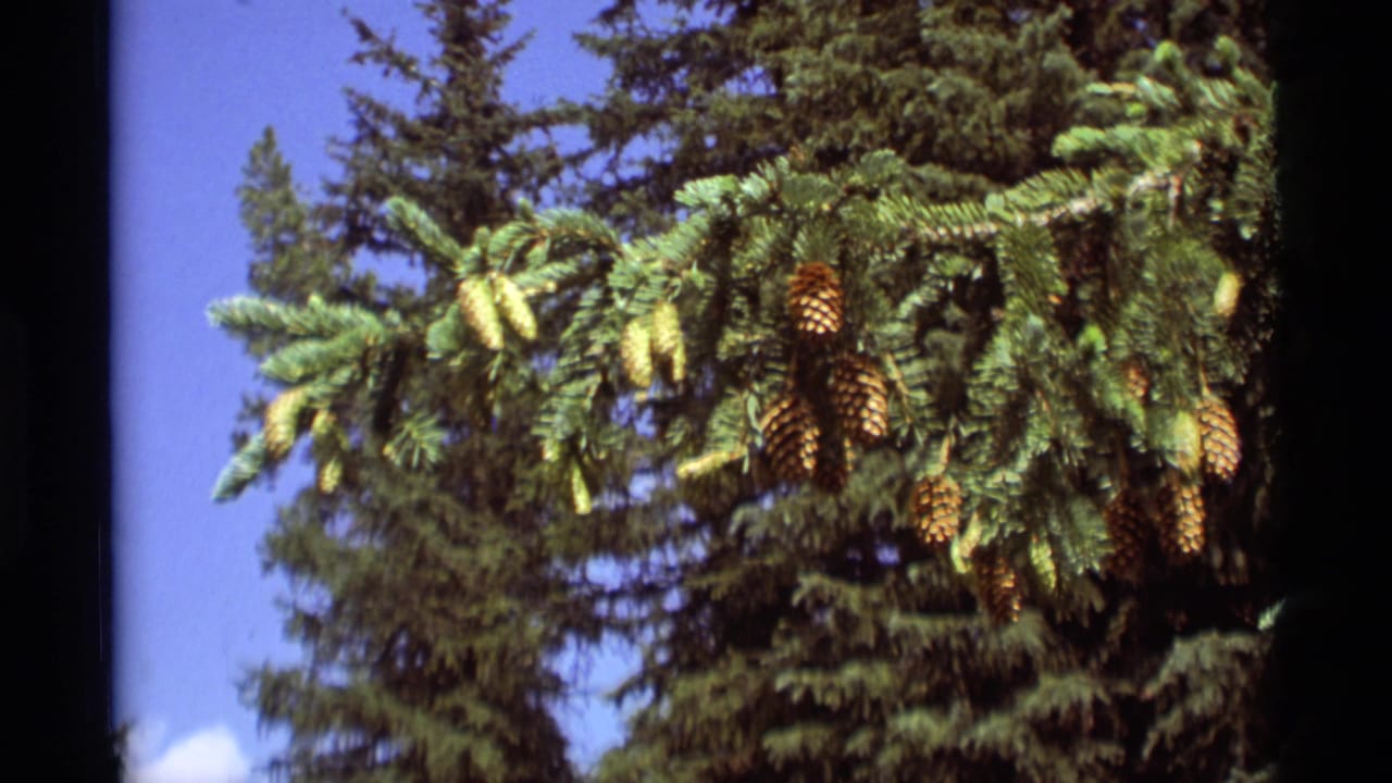 1975 8mm frame from Agate Springs, Montana showing pine branches with green needles and cone clusters near a blue sky.
