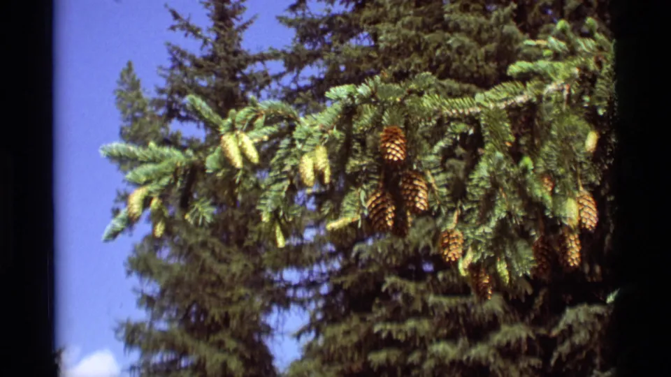 1975 8mm frame from Agate Springs, Montana showing pine branches with green needles and cone clusters near a blue sky.