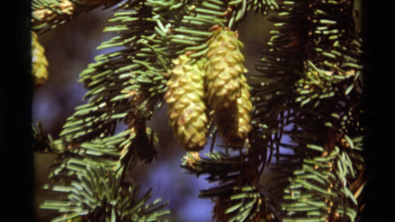 Close view of pale young cones hanging among evergreen needles.