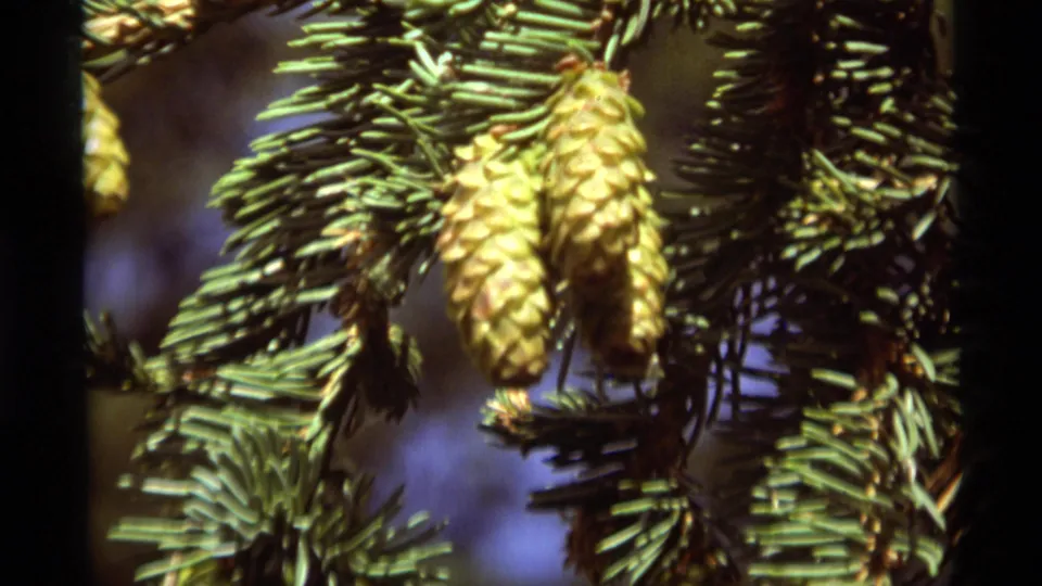 1975 home-movie close-up of young pine cones among dense green needles, with shallow focus and 8mm color texture.