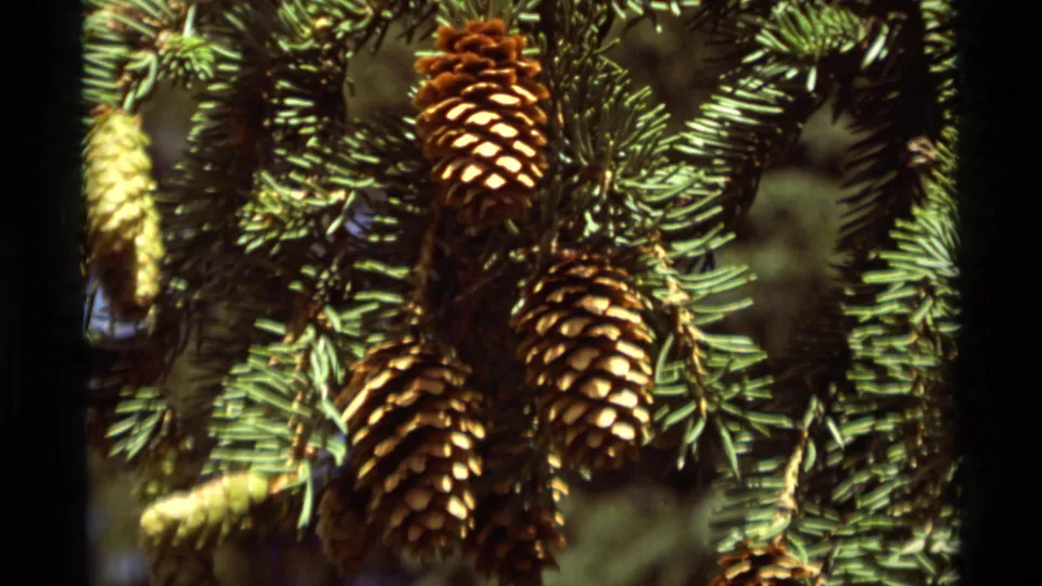 Close 8mm frame showing mature brown pine cones on an evergreen branch in the Montana forest setting.