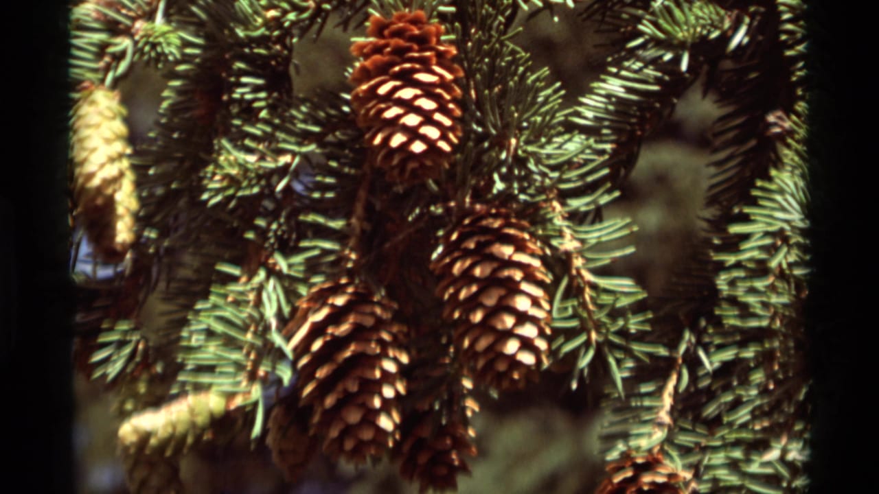 Close-up of pine cones and evergreen branches in sunlit 1975 8mm footage from the Agate Springs, Montana metadata context.