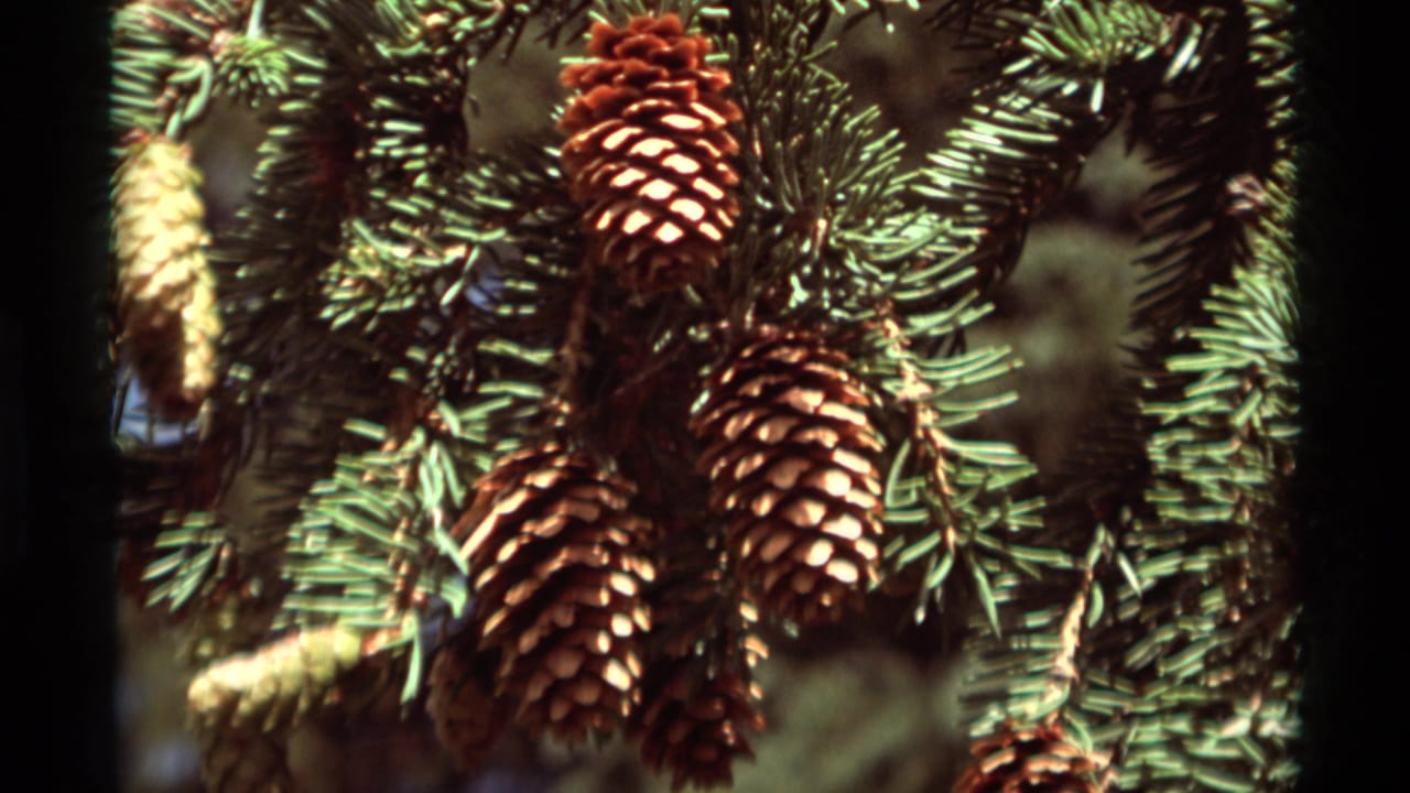 Sunlit evergreen branch with clustered pine cones, matching the Agate Springs, Montana home-movie sequence described in the clip metadata.