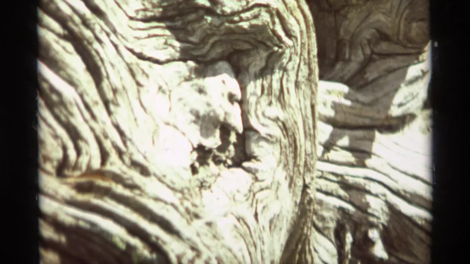 Close 8mm detail of weathered wood grain, likely a fallen log or stump, with twisted grooves and bright exposure.