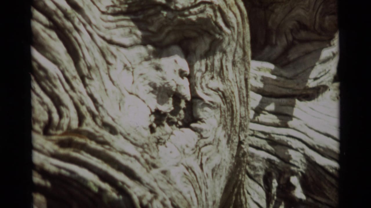 1975 8mm closeup from Agate Springs, Montana, showing weathered tree bark with deep grooves, worn pale wood, and shadowed cracks.