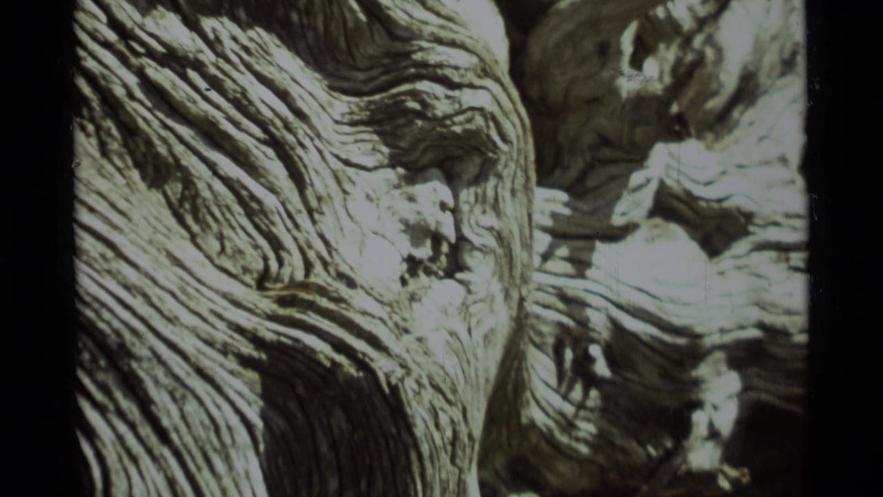 1975 Agate Springs 8mm frame showing a close, slightly shifted view of an old trunk with ridged bark and exposed worn wood.