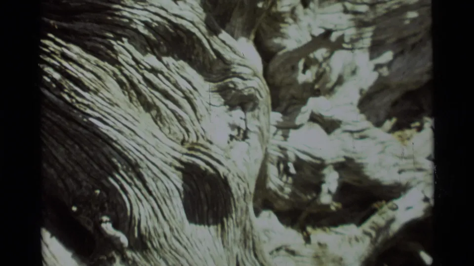 A 1975 8mm closeup in Agate Springs, Montana, shows the trunk edge, layered bark grooves, pale wood, and shadowed branch forms.